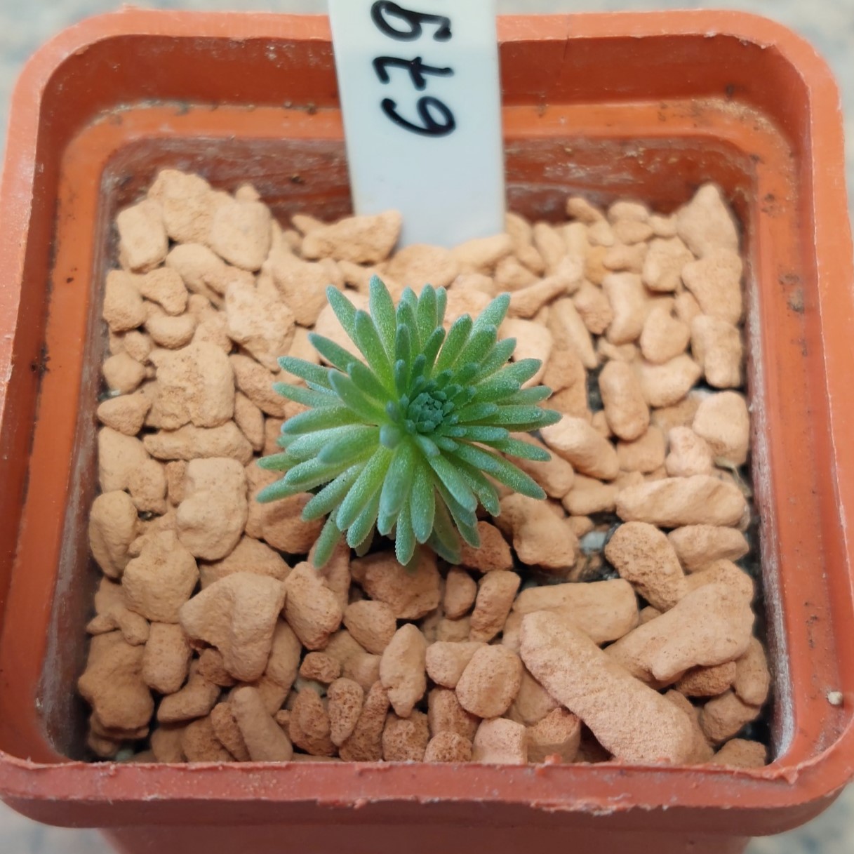 6793 Sedum multiceps
