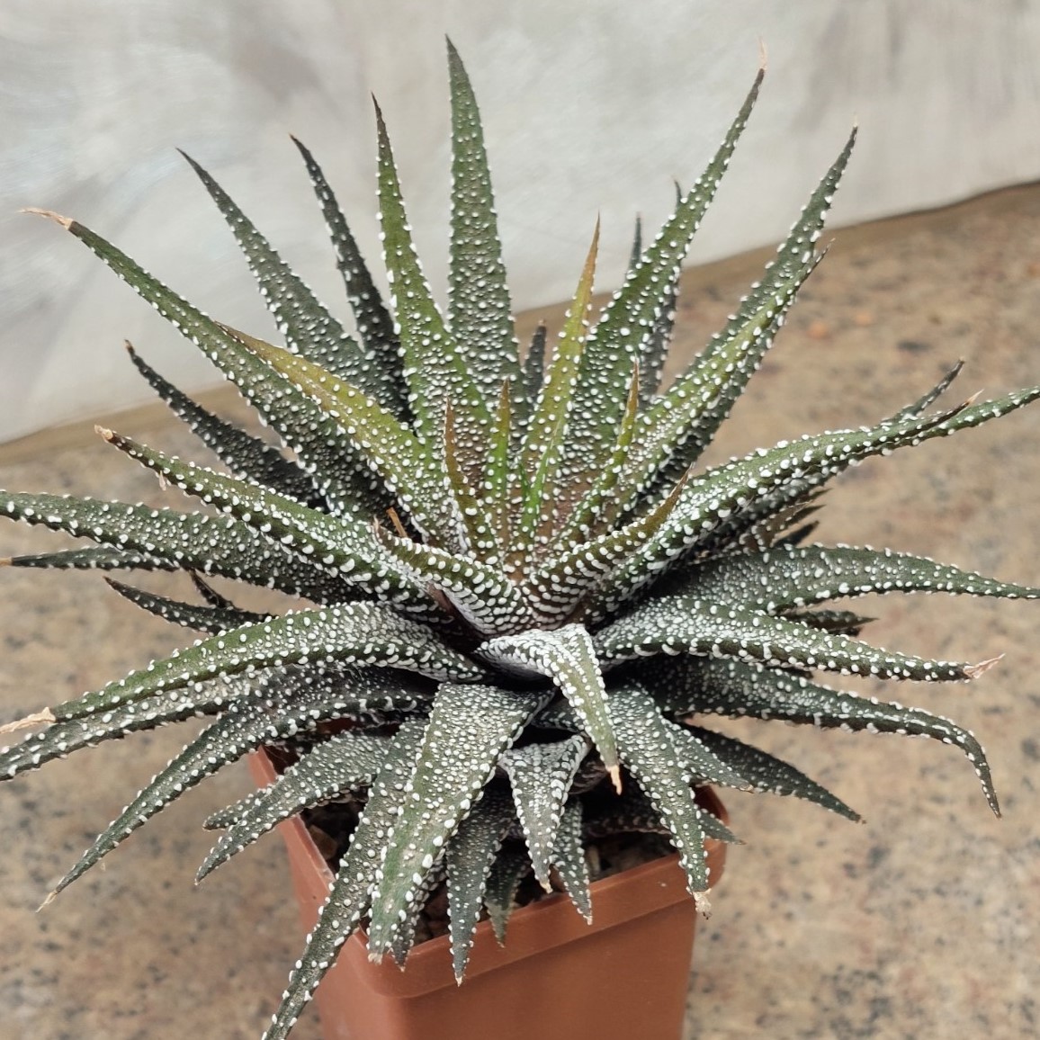 6802 Haworthia attenuata v. clariperla сіянець