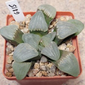 6815 Haworthia springbokvlakensis x pygmaea