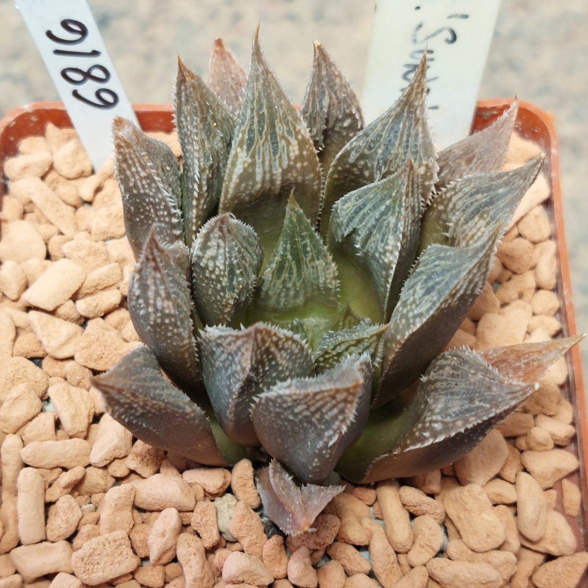 6816 Haworthia cooperi x 'Kegazato' hybrid F2