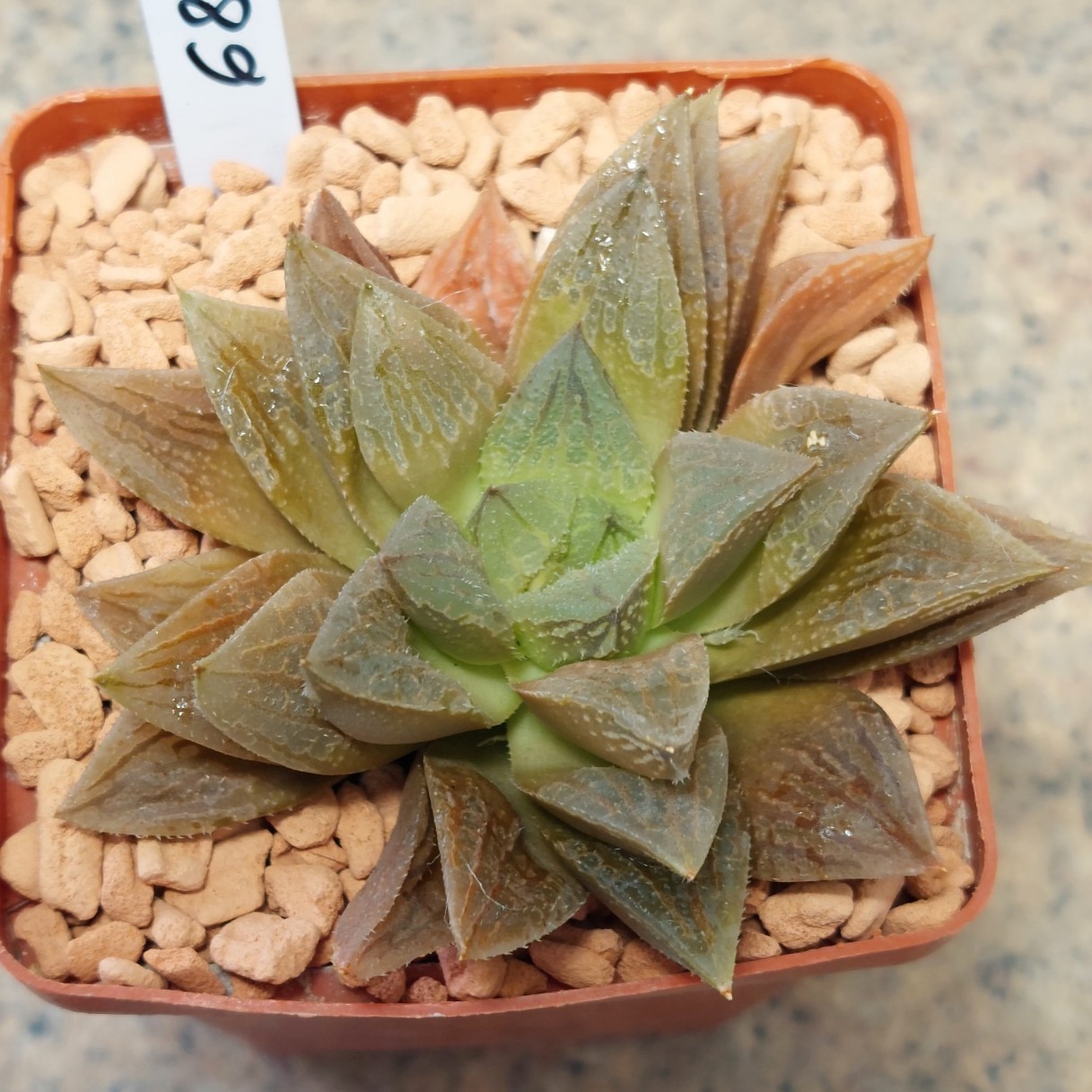 6819 Haworthia 'Smaragd' x 'Yulia'