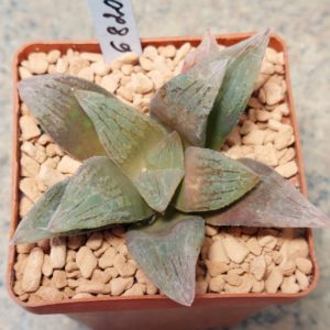 6820 Haworthia VA4033B x Haworthia 'Black Major' x 'Yulia'