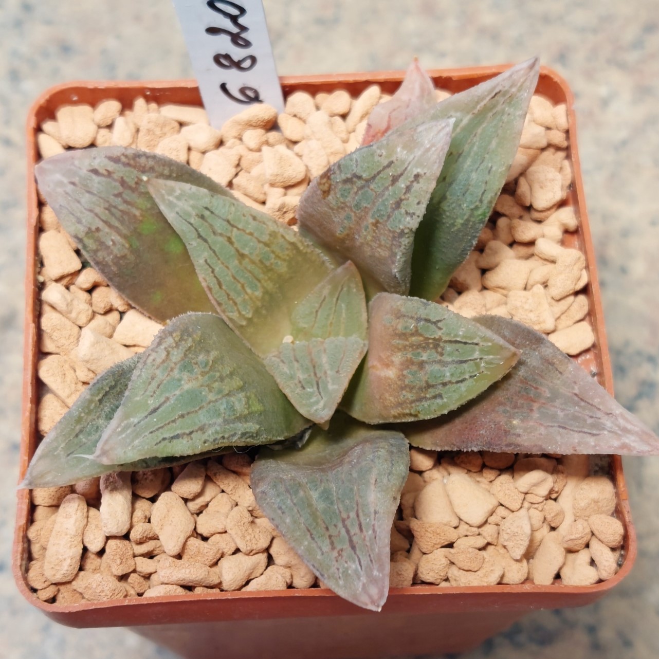 6820 Haworthia VA4033B x Haworthia 'Black Major' x 'Yulia'