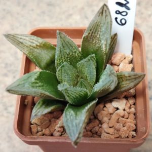 6826 Haworthia 'Chugar Candy' x 'Smaragd'