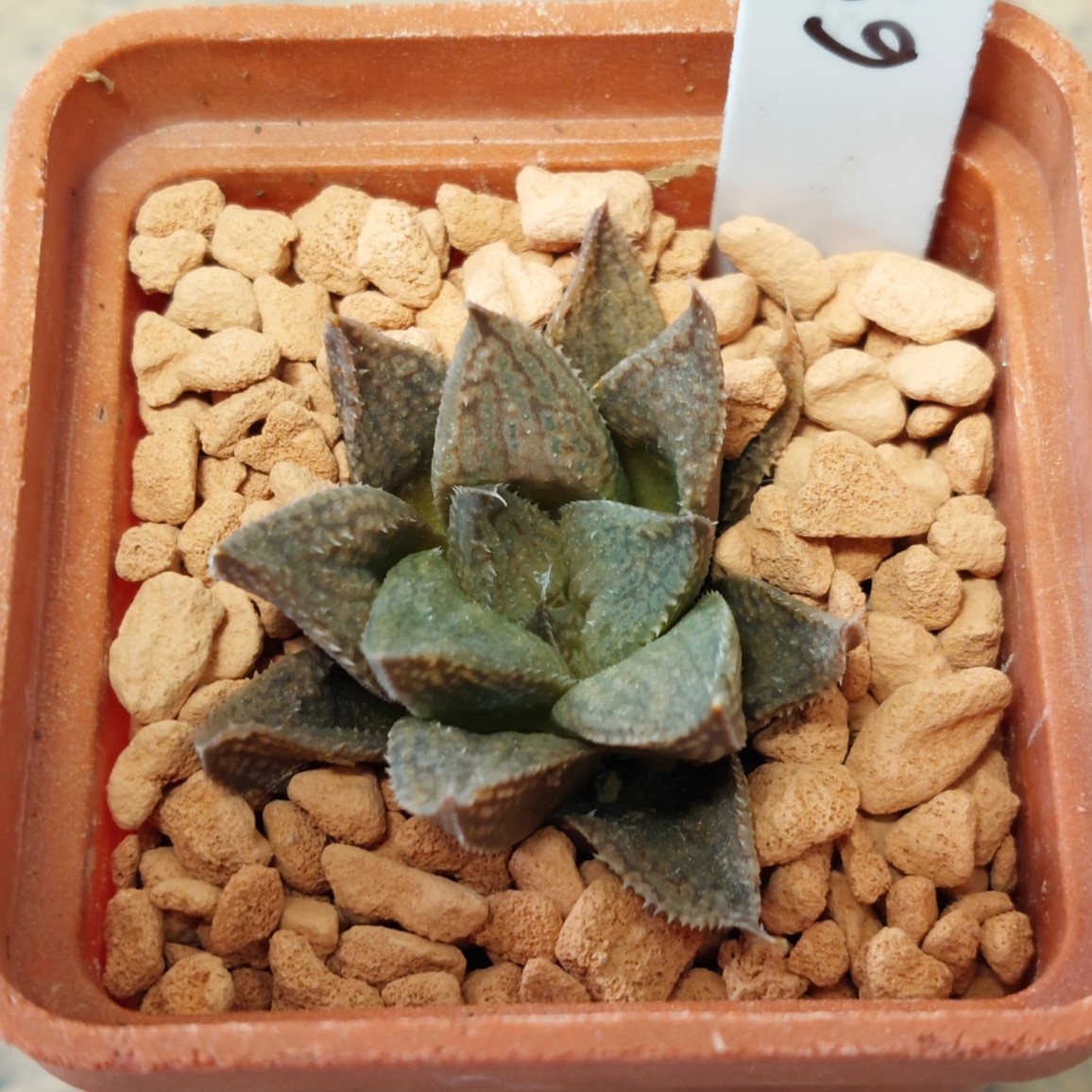 6833 Haworthia 'Smaragd' x 'Yulia'