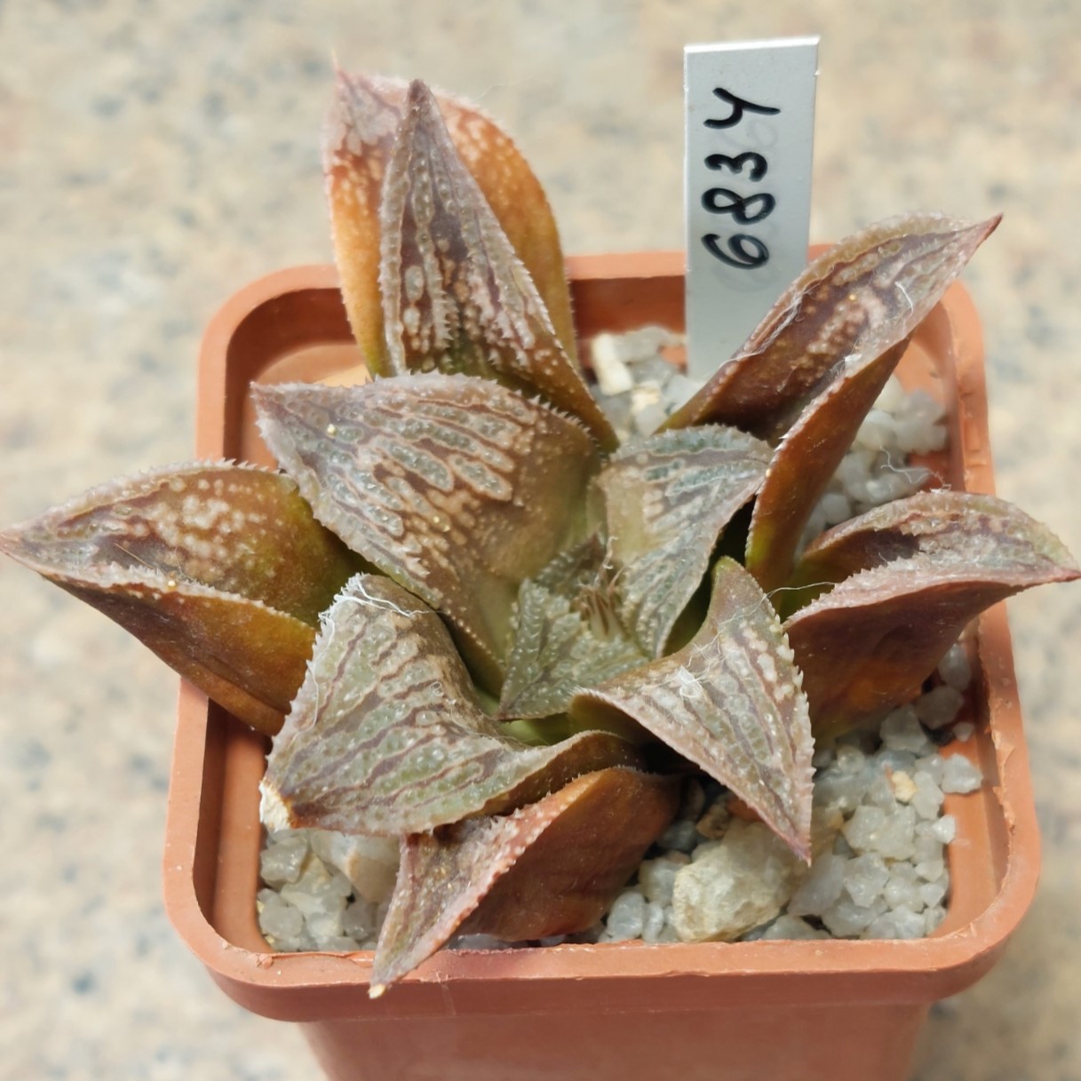 6834 Haworthia magnifica v.splendens hybrid 6834 Haworthia magnifica v.splendens hybrid