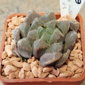 6835 Haworthia cooperi hybrid