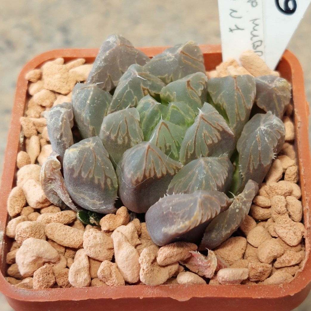 6835 Haworthia cooperi hybrid