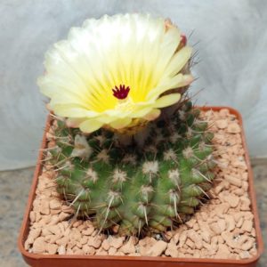 7331 Notocactus mammulosus v. masollerensis вік 8 років