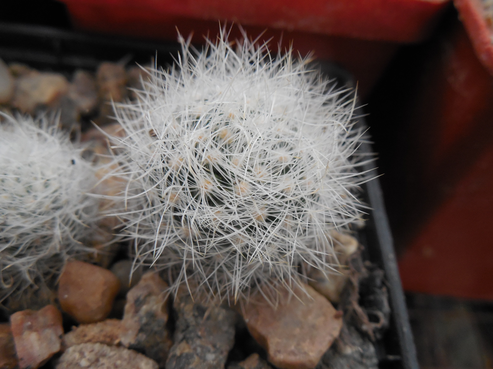 Neoporteria senilis