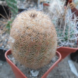 Echinocereus reichenbachii L 1394 - Llera, Tam. - MG -