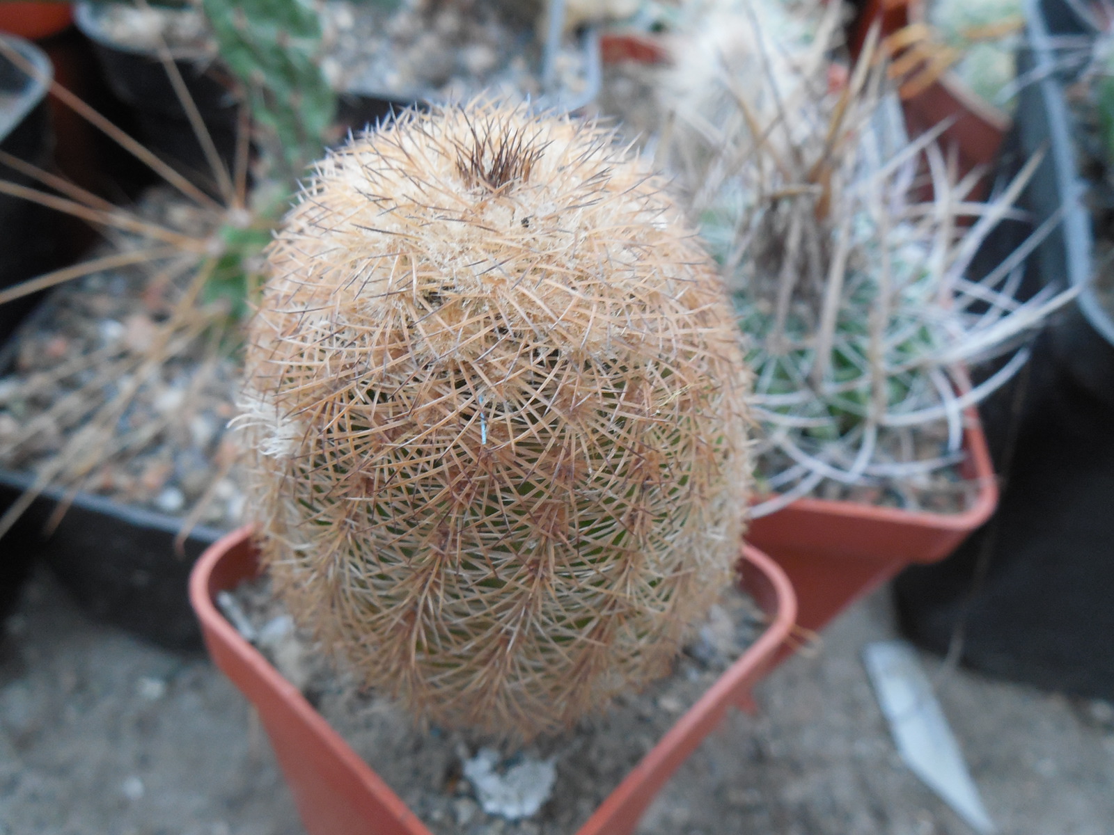 Echinocereus reichenbachii L 1394 - Llera, Tam. - MG -