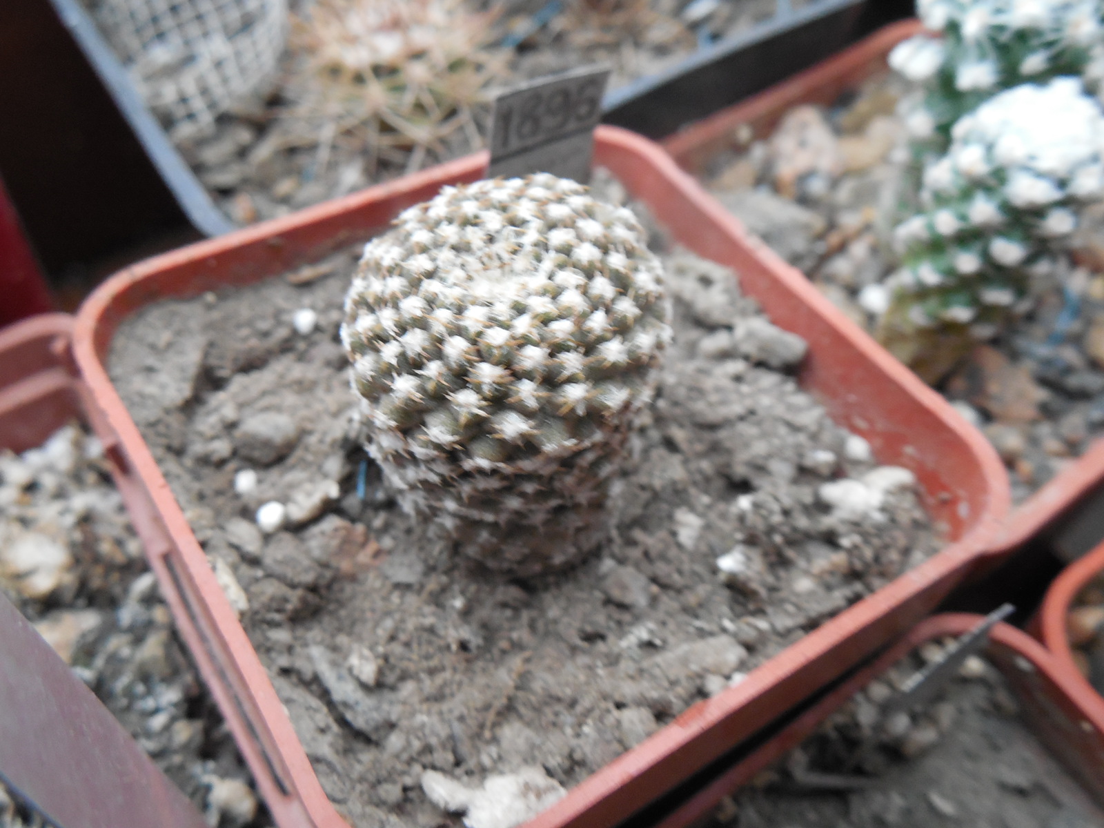 Thelocephala maleolata