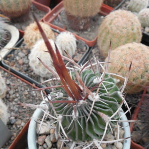 Echinofossulocactus  gladiatus - f.  P. Panarotto