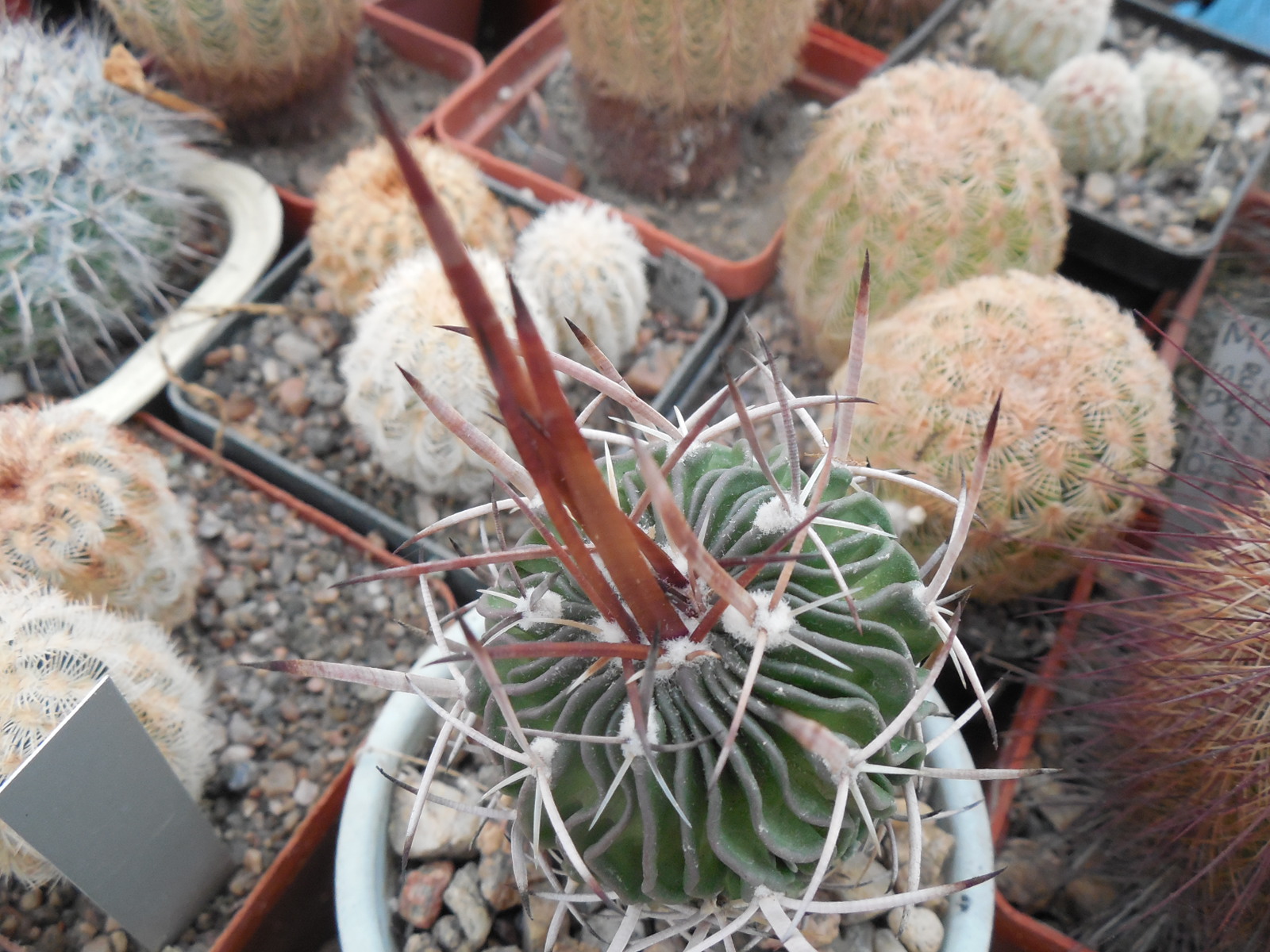 Echinofossulocactus  gladiatus - f.  P. Panarotto