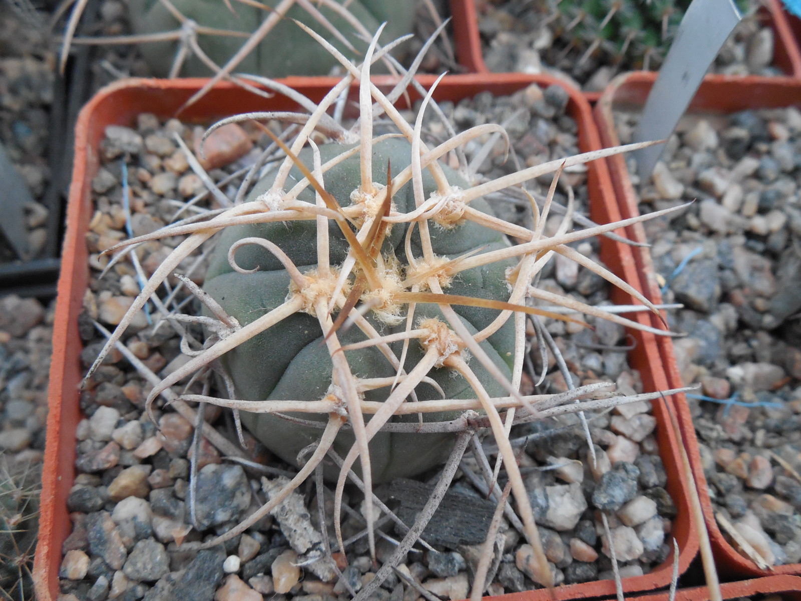 Gymnocalycium cardenasianum