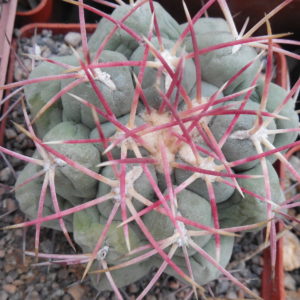 Thelocactus hexaedrophorus