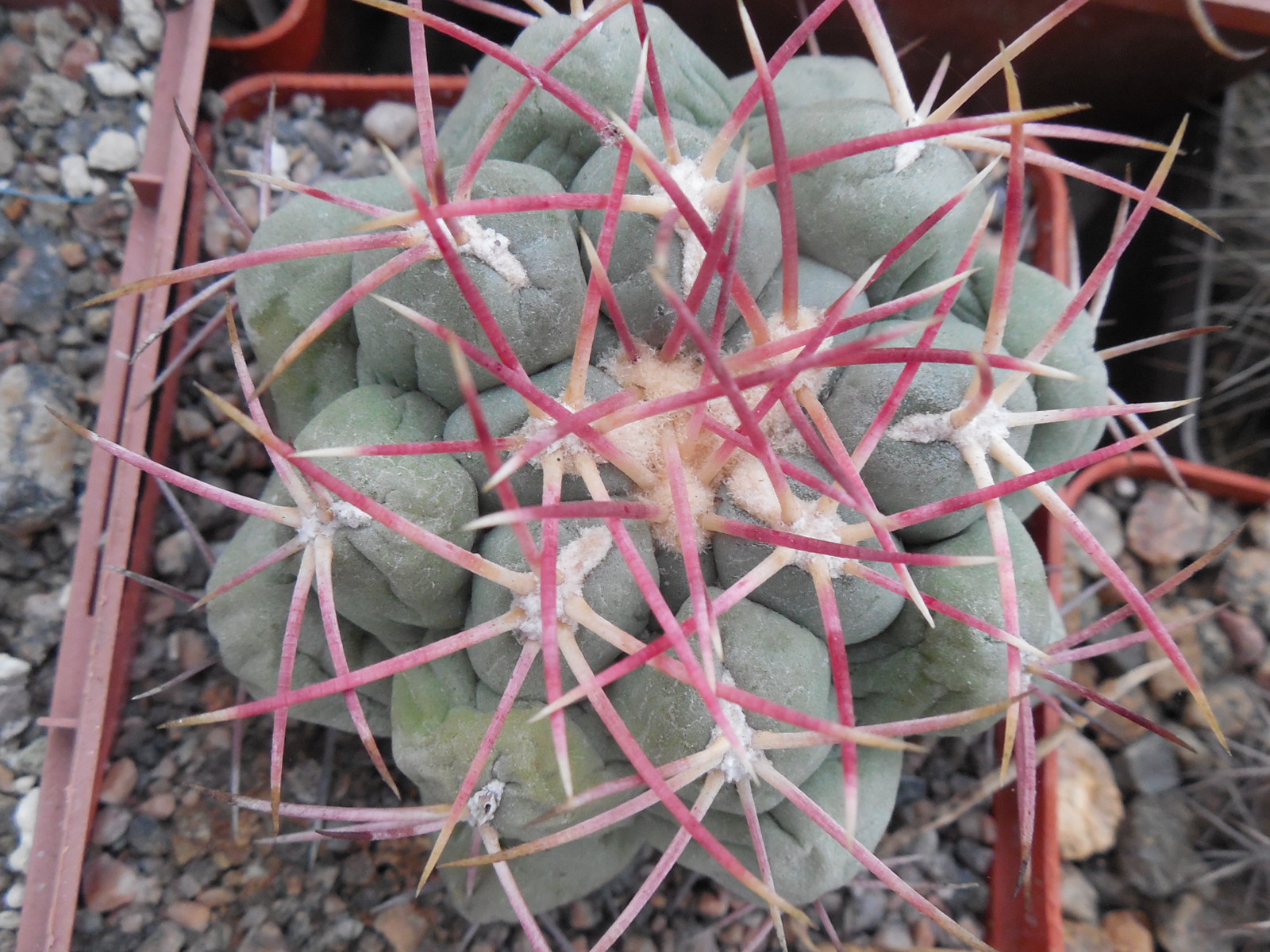 Thelocactus hexaedrophorus