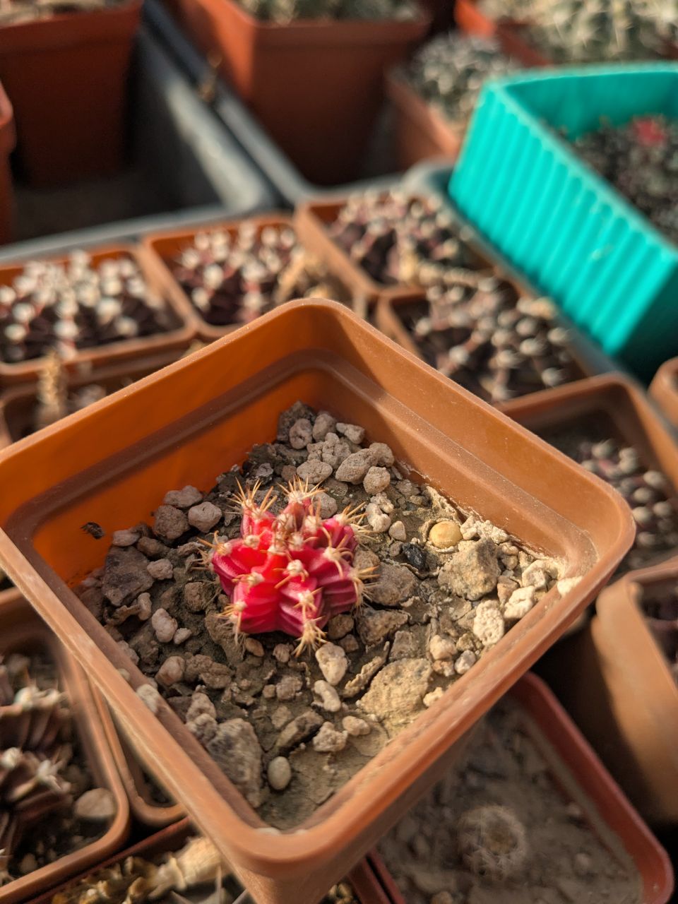 Gymnocalycium friedrichii variegata
