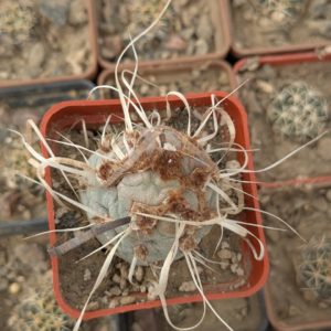 Tephrocactus articulatus monstrosa