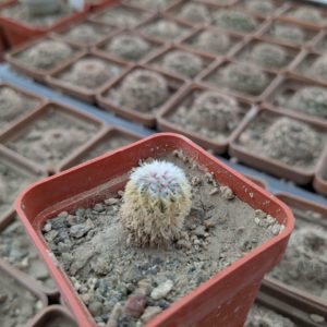 Frailea densispina AH0054