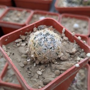 Mammillaria duwei