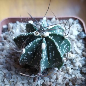Astrophytum capricorne
