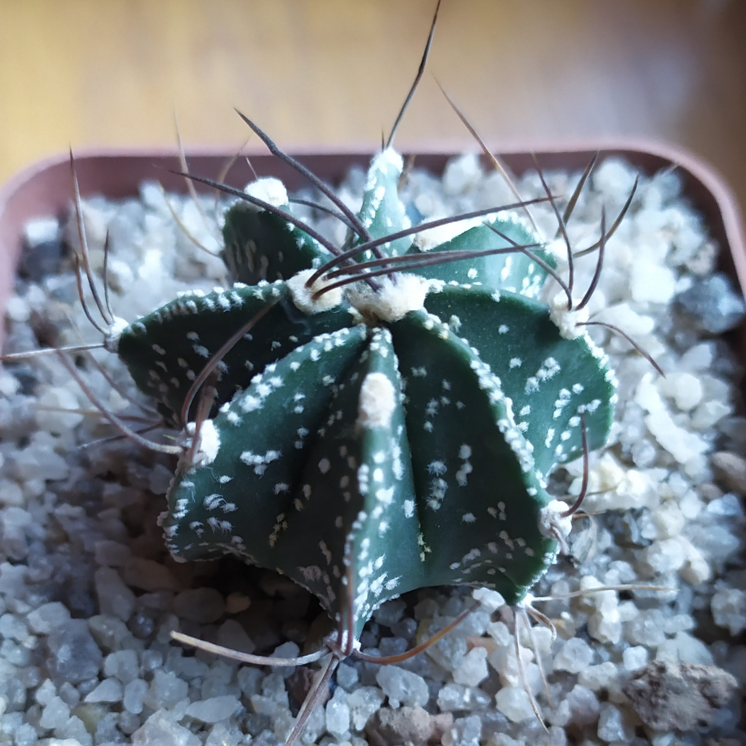 Astrophytum capricorne