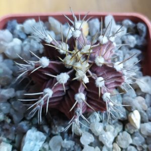 Gymnocalycium friedrichii