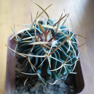 Echinofossulocactus lloydii