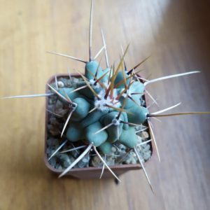 Thelocactus lophothele