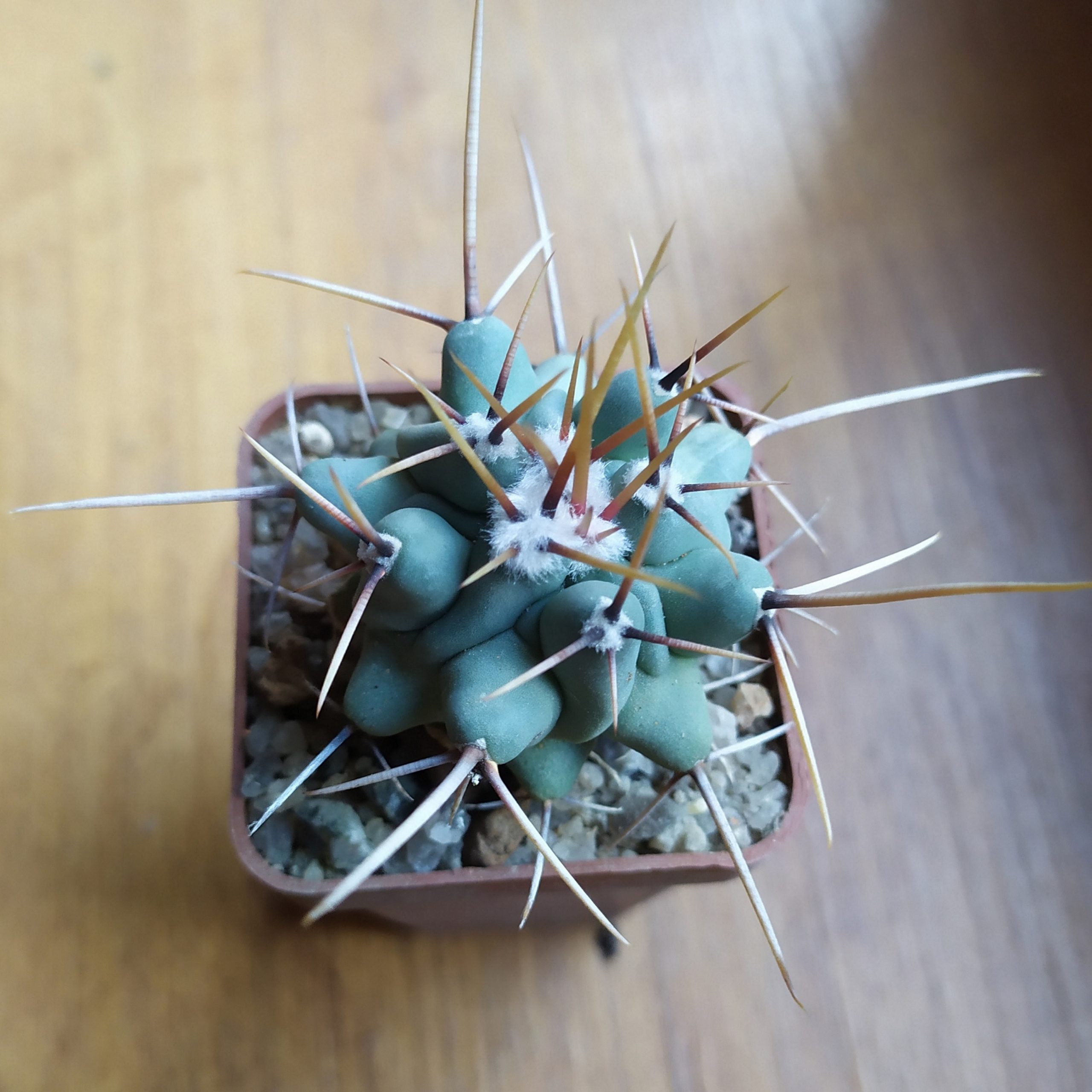 Thelocactus lophothele