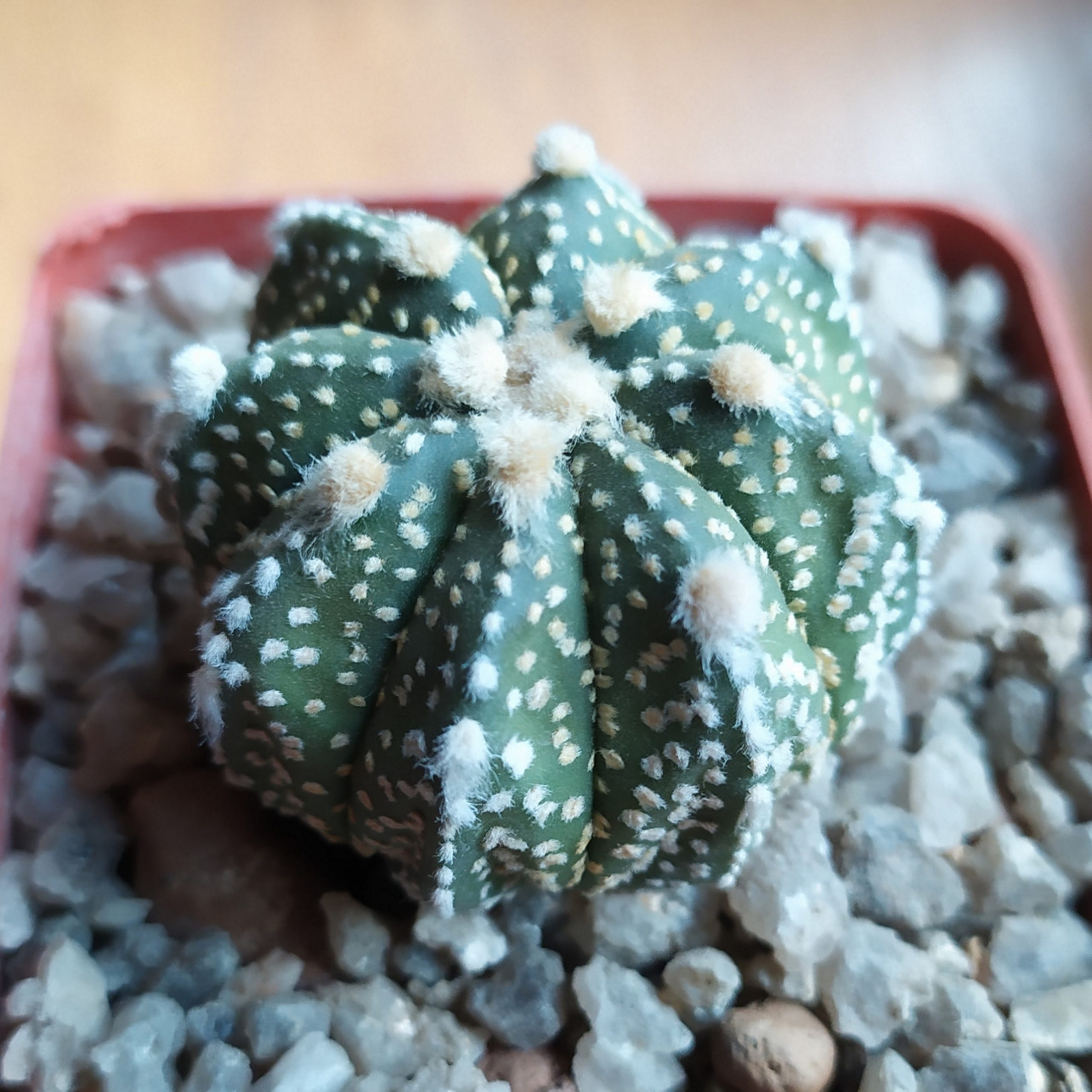 Astrophytum hybrud Superkabuto x capas
