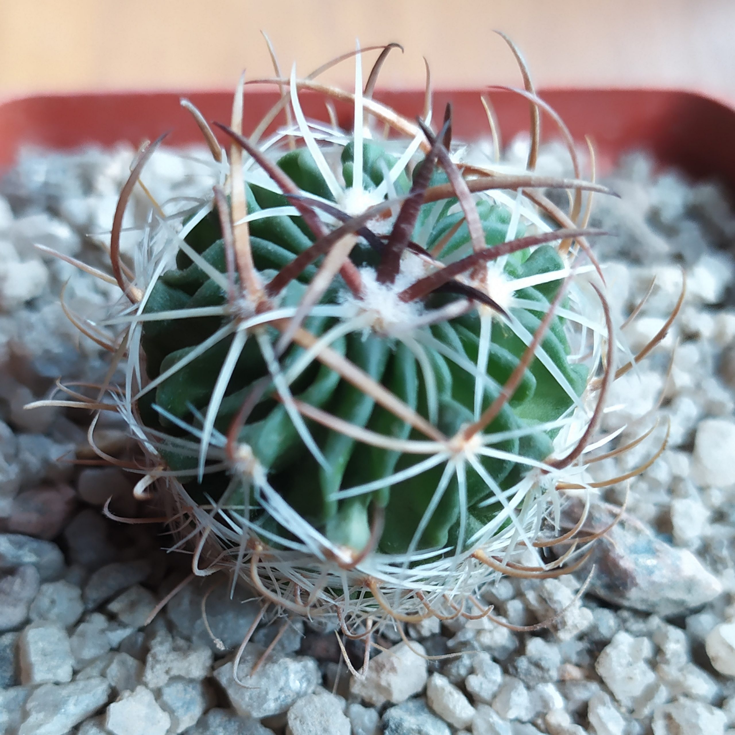 Echinofossulocactus lloydii