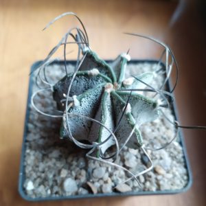 Astrophytum capricorne