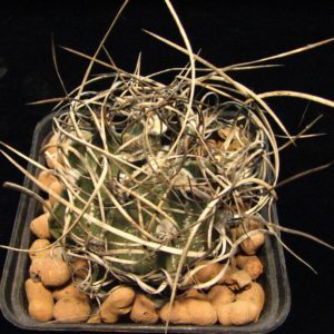 Astrophytum senile