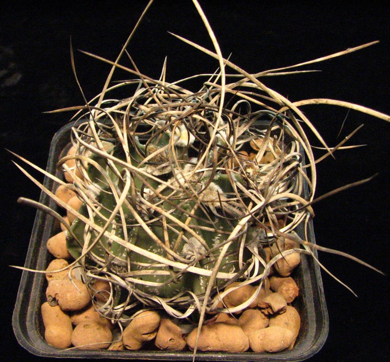Astrophytum senile