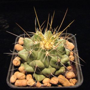 Thelocactus Lophothele