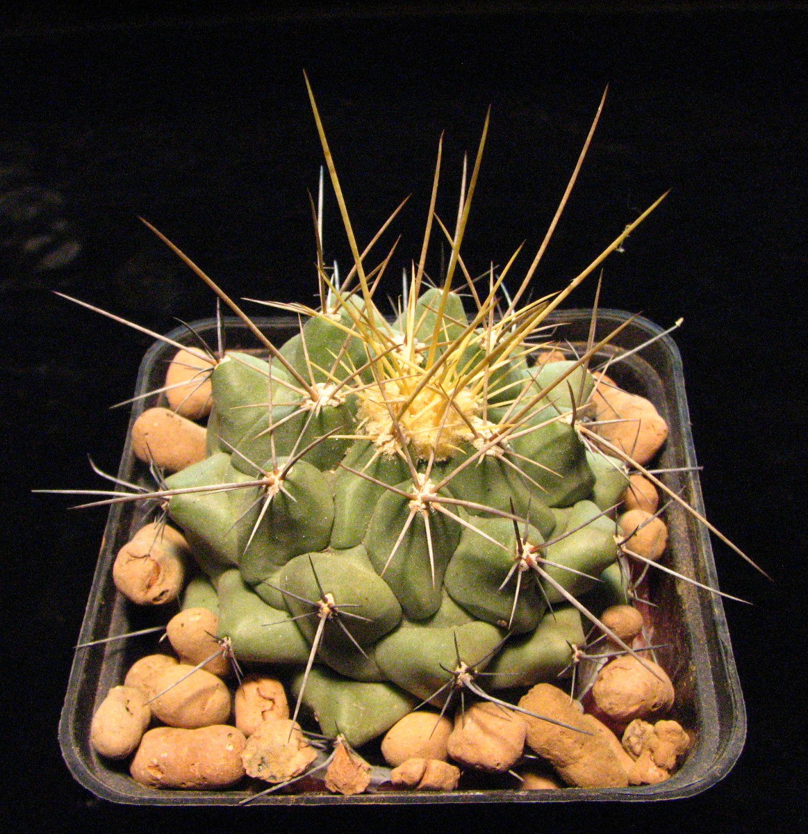 Thelocactus Lophothele
