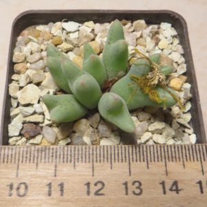 conophytum blandum ARM 985