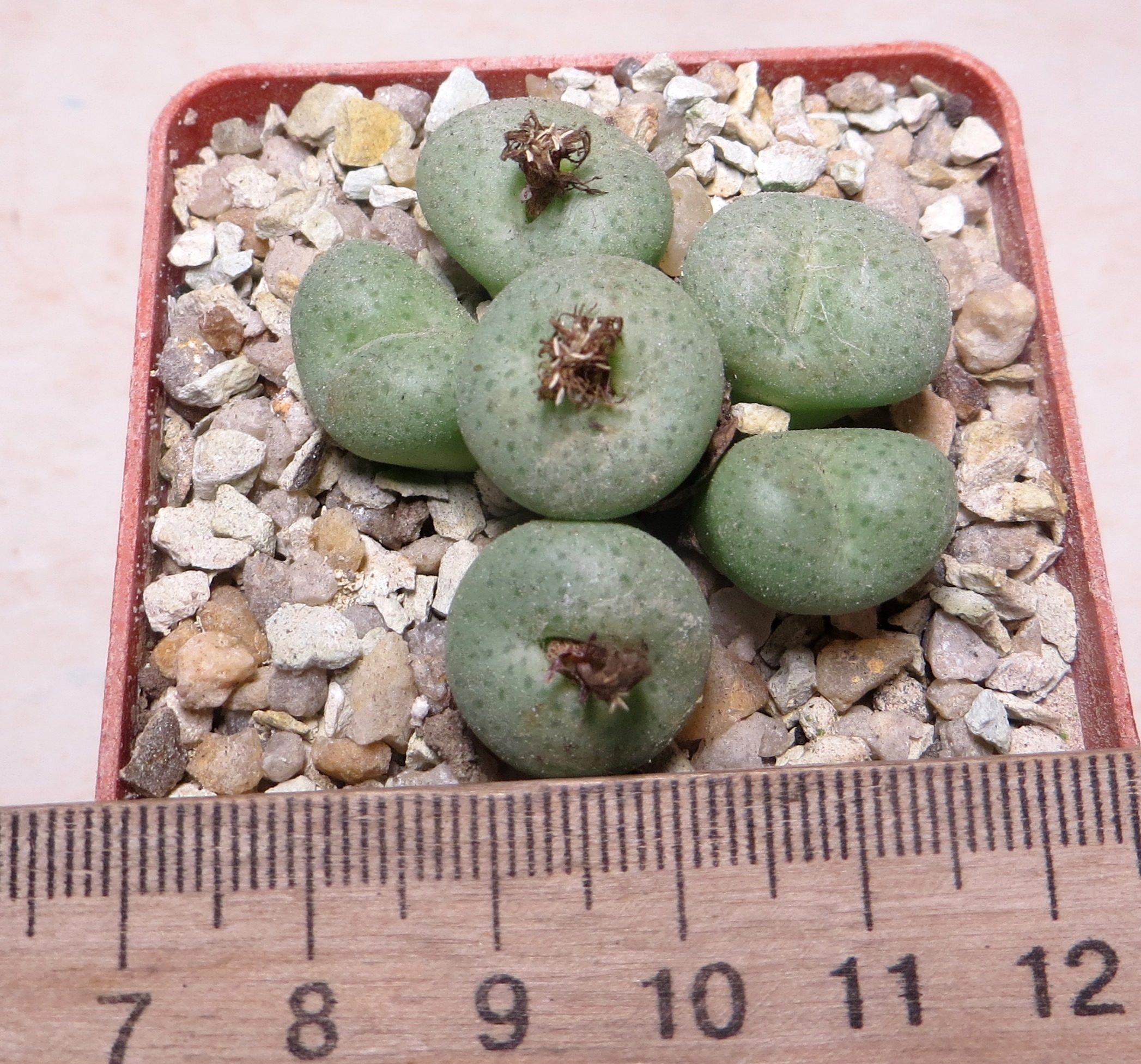 conophytum lambertense