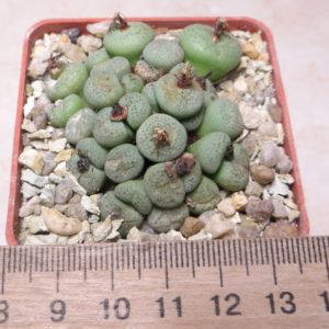 conophytum lambertense