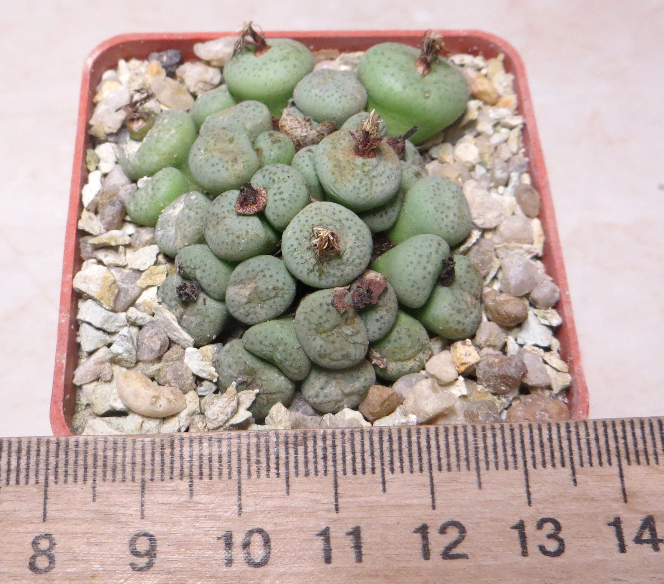 conophytum lambertense