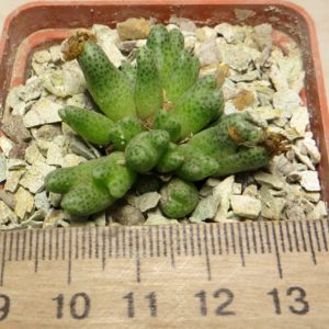 conophytum marginatum ssp karamoepense
