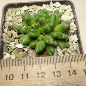 conophytum marginatum ssp karamoepense