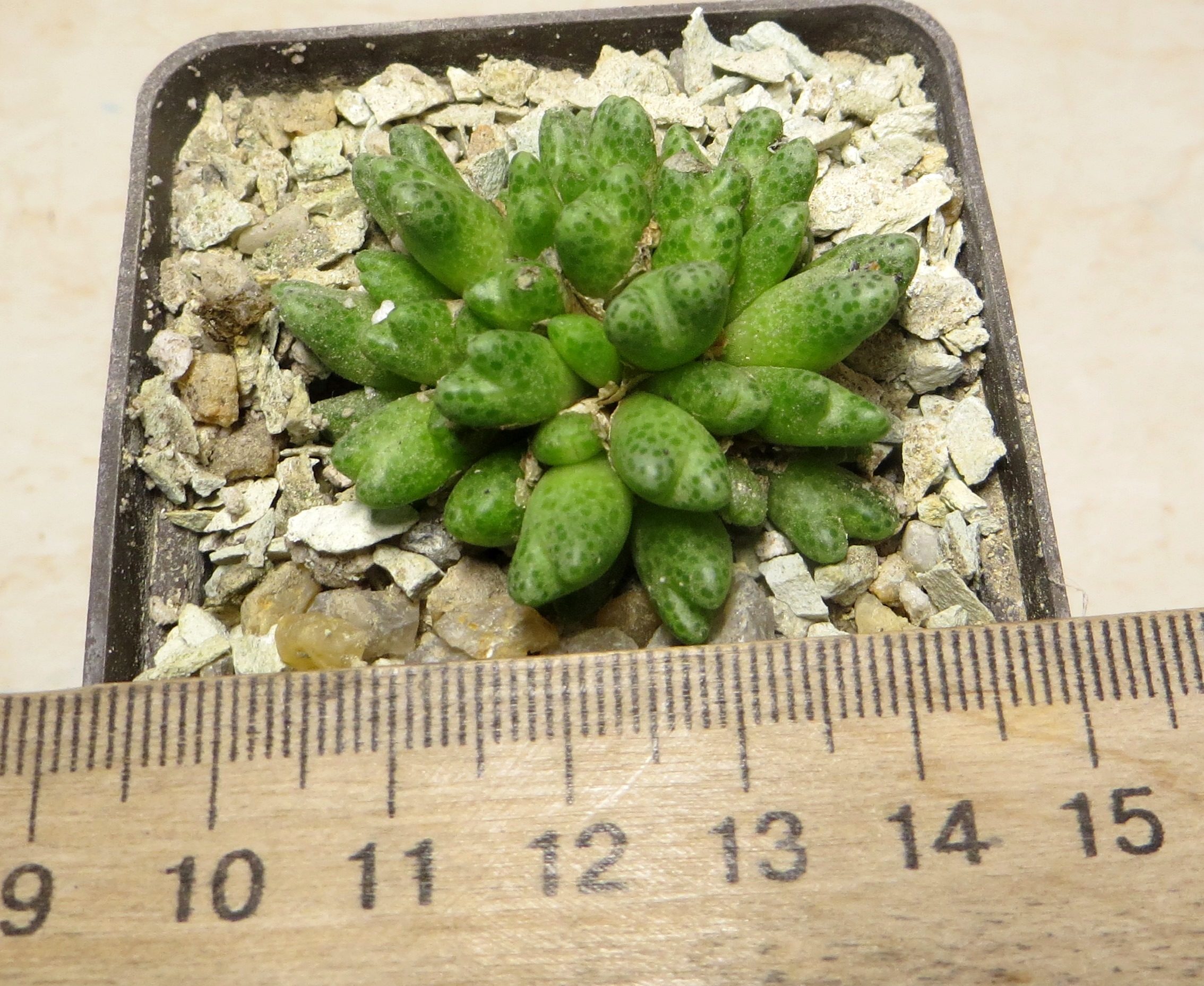 conophytum marginatum ssp karamoepense