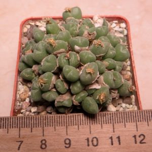 conophytum spec.
