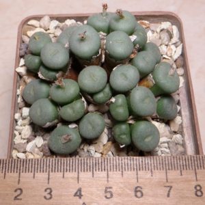 conophytum spec.
