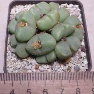 conophytum quaesitum Namus