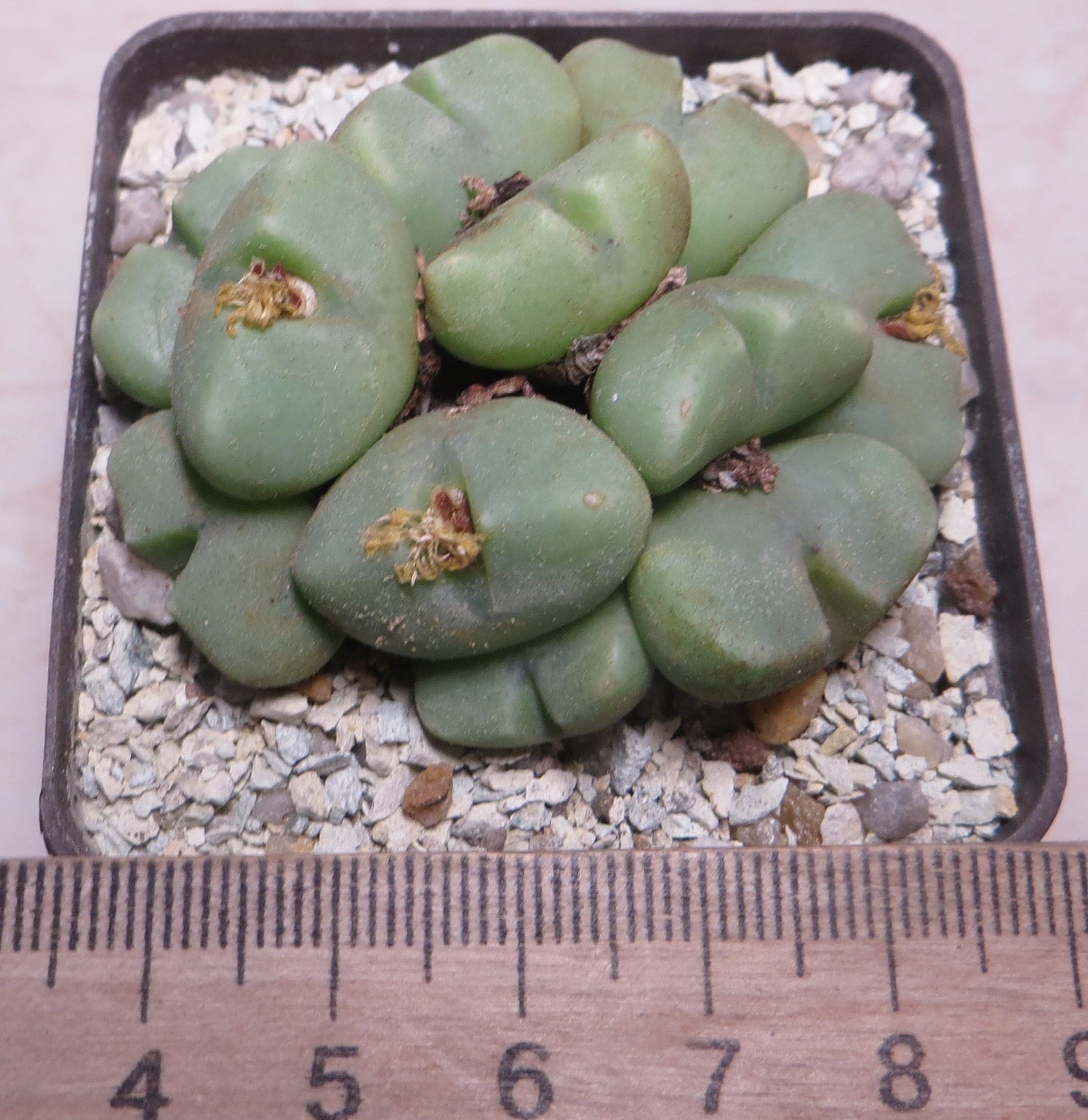 conophytum quaesitum Namus